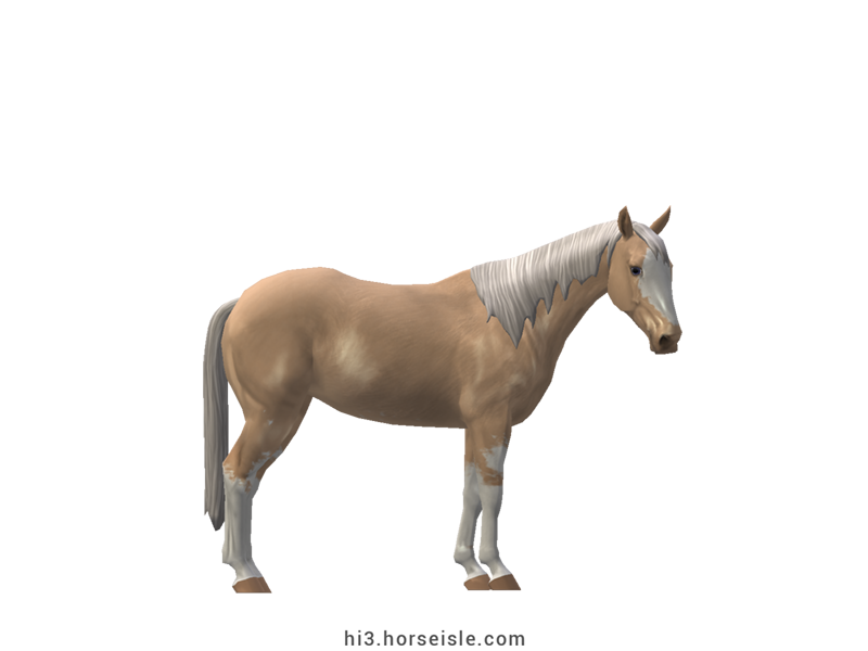 Australian Stock Horse Dunalino Sabino Coat